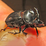 Copris fidius male